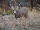 03-april-jong White Tailed Deer-Badlands SD